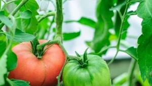 Jakich składników pokarmowych potrzebują pomidory?