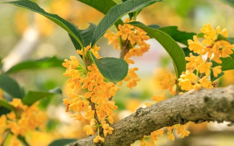 Ciemnozielone liście osmantusa stanowią atrakcyjne tło dla kolorowych, drobnych kwiatów