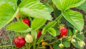 Truskawki dobrze rosną, ale dają małe owoce? Trzeba zwrócić uwagę na te dwie rzeczy.