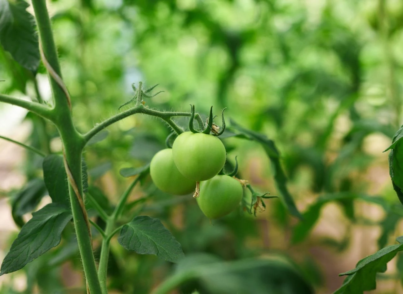 Naturalne nawozy wspierają życie mikrobiologiczne gleby.