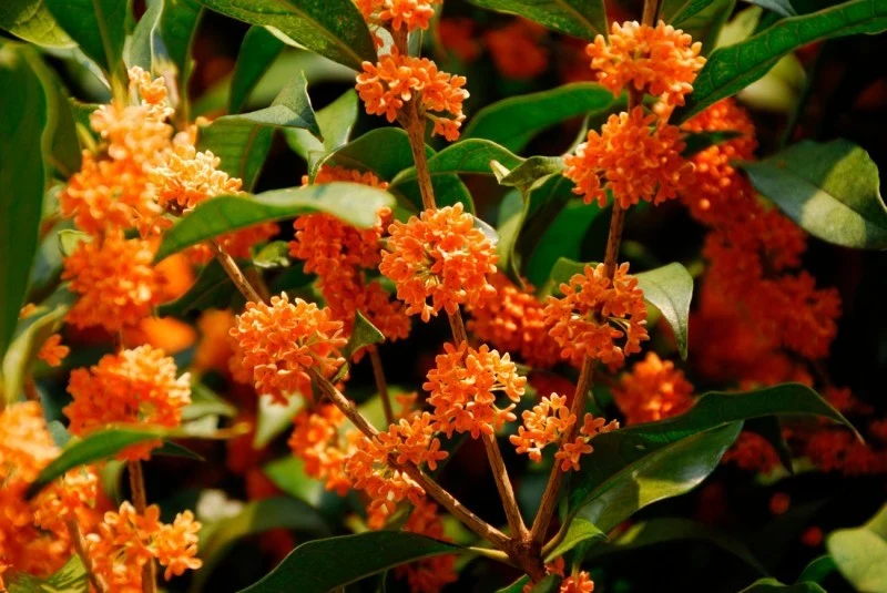 Osmantus nadaje się na kwitnący żywopłot. Doskonale osłoni przed wiatrem i hałasem.