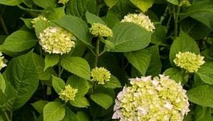 W uprawie hortensji sprawdza się podłoże lekko kwaśne do obojętnego, o odczynie od 4,5 do 6,5.