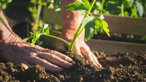 Na pomidory pozytywnie wpływa mięta, dlatego warto uprawiać ją w pobliżu.