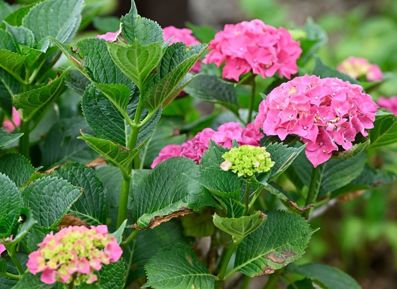 Do nawożenia hortensji można stosować produkty organiczne, takie jak kompost czy obornik.
