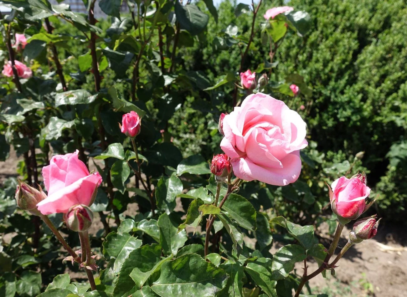 Usuwanie starych kwiatostanów to prosty sposób na pobudzenie rośliny do ponownego kwitnienia.