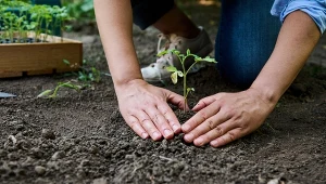 Mszyce stanowią duże zagrożenie dla pomidorów, dlatego musimy je zwalczać.