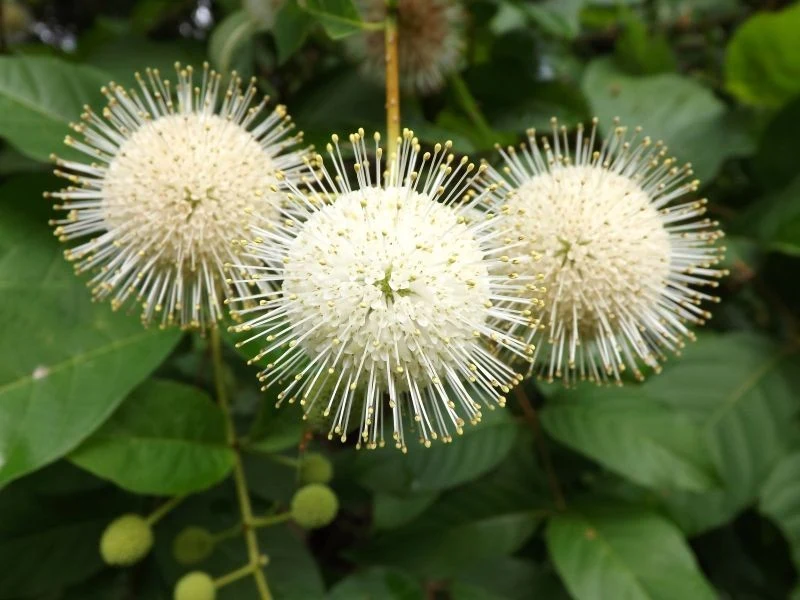 Kwiaty guzikowca zachodniego wyglądają bardzo oryginalnie