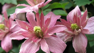 Kwiaty powojników urzekają różnorodnością form. Jest wiele odmian, które warto posadzić w ogrodzie.