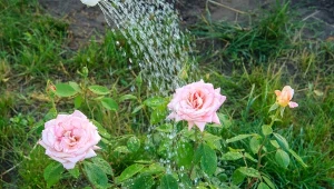 Jak stosować sól Epsom do róż?