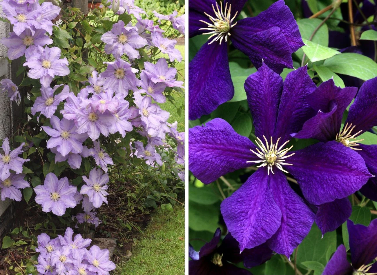 Paleta barw powojników olśniewa bogactwem. Fot.hmproudlove/emer1940