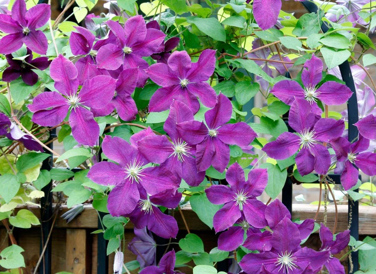 Powojniki preferują glebę próchniczą, umiarkowanie wilgotną i dobrze przepuszczalną.