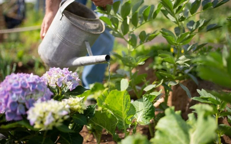 Po rozsypaniu nawozu wokół hortensji należy ją obficie podlać