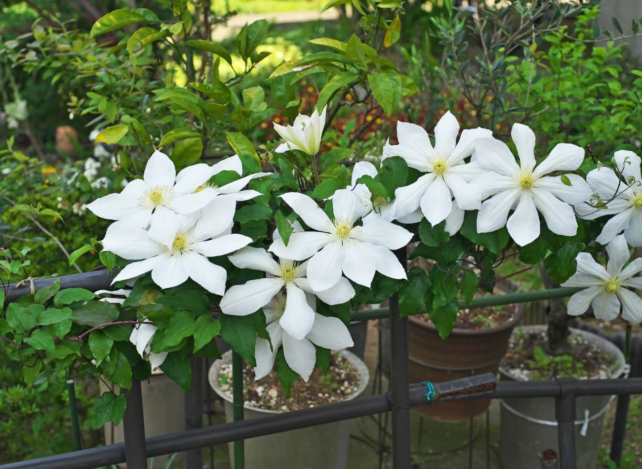 Sadząc powojniki, trzeba pamiętać o tym, że potrzebują solidnych podpór lub miejsca, gdzie będą mogły się piąć i rozrastać