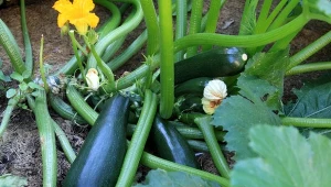 Cukinia podczas sezonu wegetacyjnego potrzebuje sporej dawki składników odżywczych.