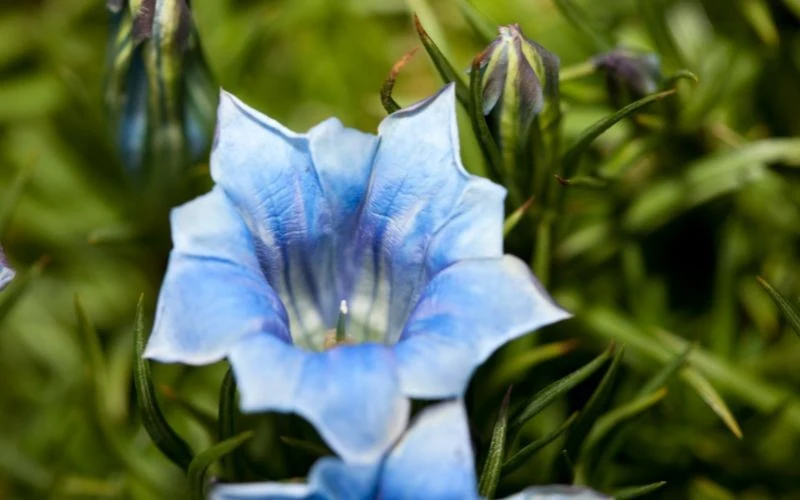 Okazałe kwiaty goryczki chińskiej są cennym źródłem pyłku dla owadów aktywnych jesienią