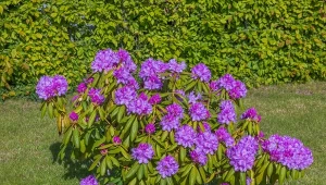 Jak przedłużyć kwitnienie rododendronów. Zadbaj o ważne nawożenie w czerwcu