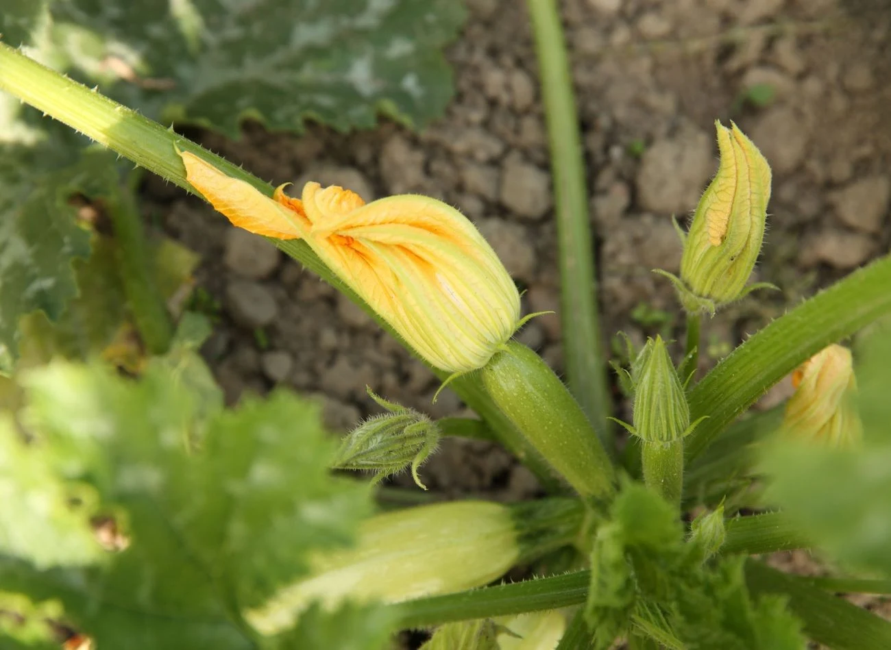 Podczas kwitnienia należy zwiększyć częstotliwość nawożenia cukinii.