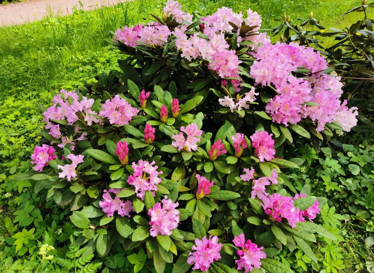 Dwa główne terminy odżywiania rododendronów to marzec i czerwiec.