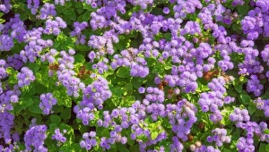 Żeniszek meksykański to rekordzista pod względem okresu kwitnienia.