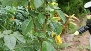 Amoniak w ogrodzie: do czego służy? Jak go używać?