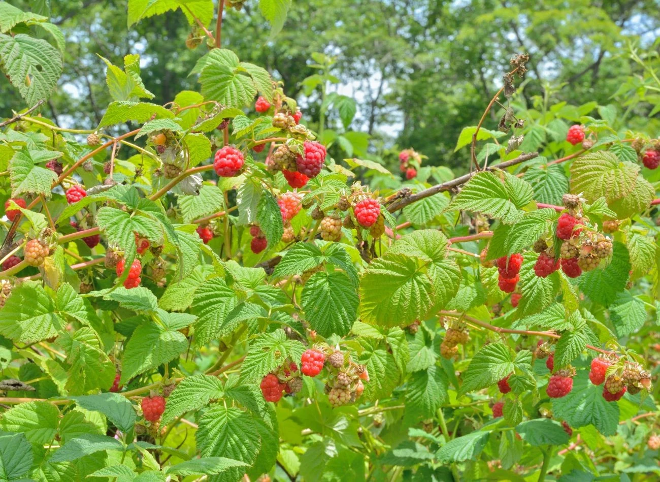 W przypadku maliny czy borówki warto zrobić dodatkowy oprysk dolistny amoniakiem w sierpniu. Fot. KirsanovV/CanvaPro.