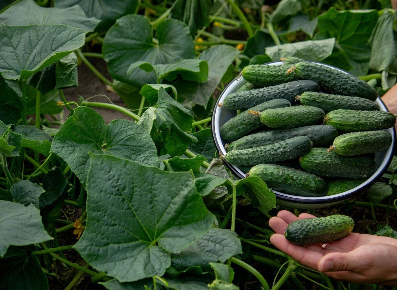 Druga wzmocnienie amoniakiem może być wykonana pod koniec czerwca, po pierwszej fali owocowania ogórków, by uzupełnić wyczerpane rezerwy azotu.