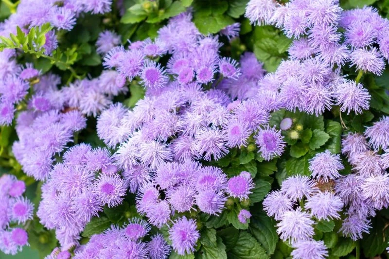 Żeniszek meksykański występuje w wielu ciekawych odmianach