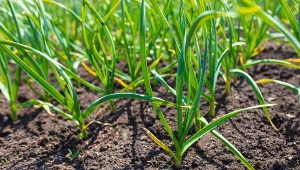 Kiedy i po co obrywać kwiatostany czosnku?