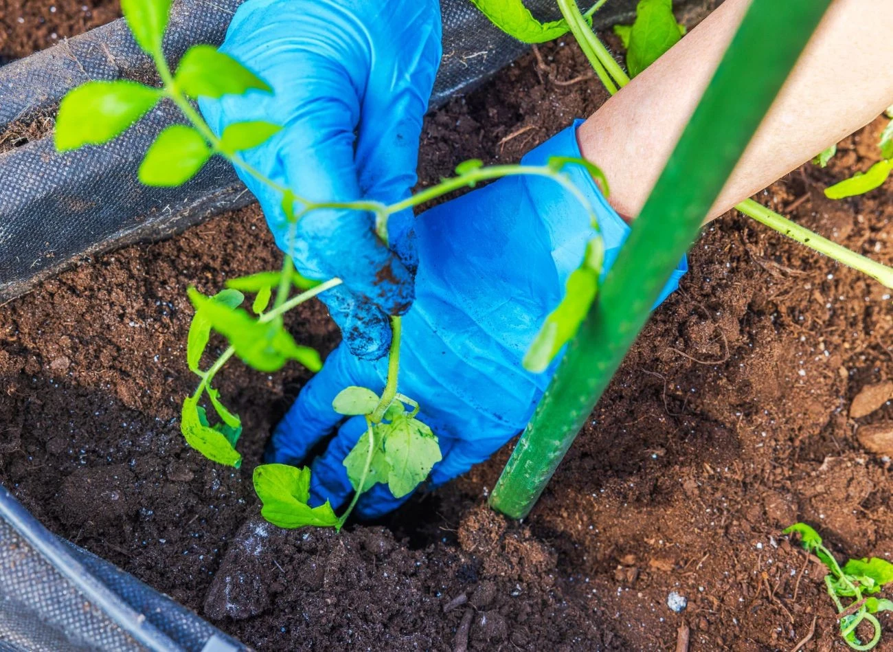 Palik należy wbić z północnej strony sadzonki pomidora – zmniejszy to ryzyko stwarzania cienia dla rośliny.