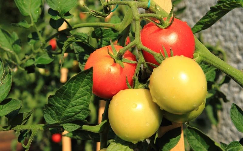 Dobry plon pomidorów bez chemii jest możliwy