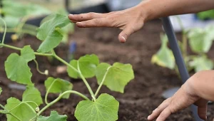 Nawożenie ogórków po posadzeniu to kluczowy zabieg, który wpływa na wzrost i owocowanie rośliny.