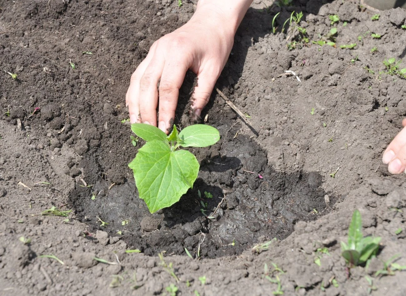 Ogórki wymagają nawożenia i regularnego podlewania.