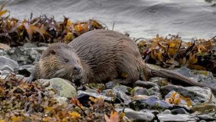 Wydrę europejską można spotkać w nadbrzeżnych rejonach Bałtyku.