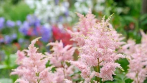 Tawułka ma  dolność do rozświetlania cienistych zakątków kolorem.