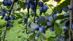 Przyginanie gałęzi drzew ma duży wpływa na owocowanie.