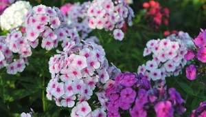 Floksy wiechowate często są atakowane przez mączniaka prawdziwego.