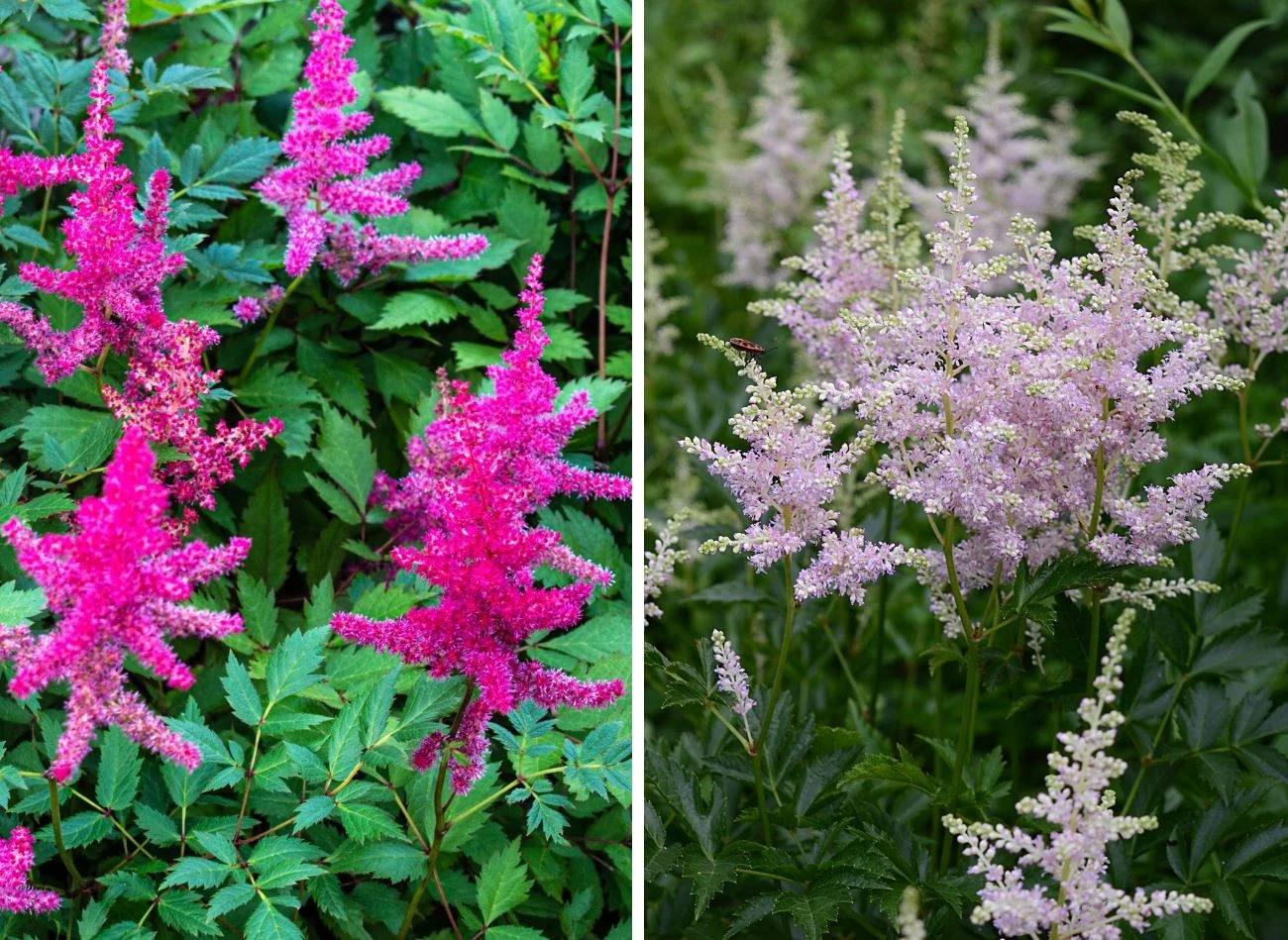 Tawułka chińska zachwyca kwiatostanem i jego kolorami. Fot. Zchanna Chapoanovich/agatchen
