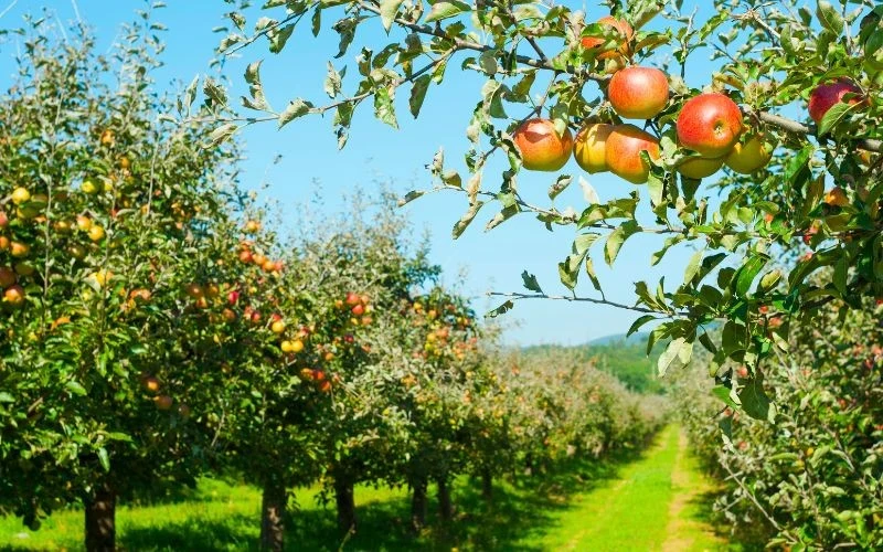 Przyginanie gałęzi pozwala uniknąć "głodnych miejsc", czyli fragmentów korony, które mają ograniczony dostęp do składników odżywczych