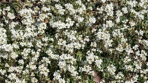 Gęsiówka doskonale sprawdzi się jako roślina okrywowa.
