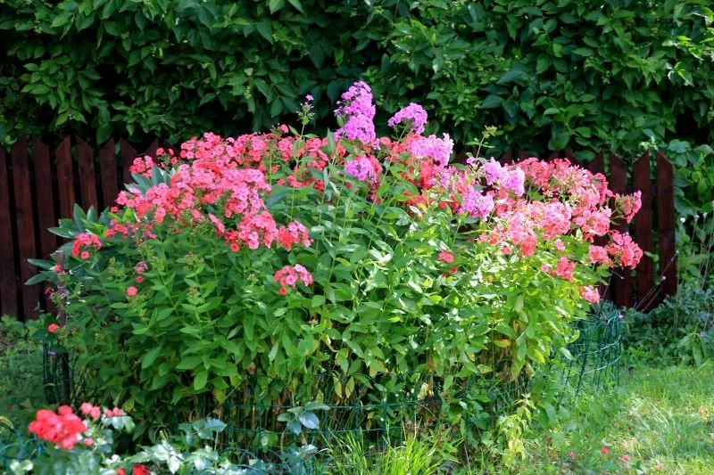 Walkę z mączniakiem prawdziwym trzeba podjąć od razu, aby ocalić floksy wiechowate