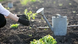 Poznaj specjalną metodę sadzenia pomidorów, która gwarantuje szybsze kwitnienie i owocowanie.