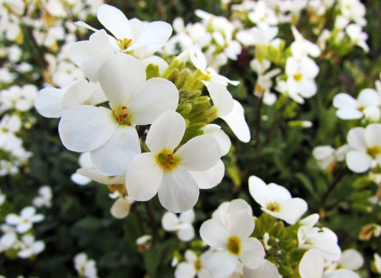 Gęsiówka kaukaska dorasta do 15–20 cm wysokości, ma śnieżnobiałe kwiaty.