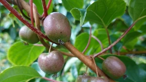 Niepozorne, a pełne witamin. Mini kiwi do ogrodu i na balkon