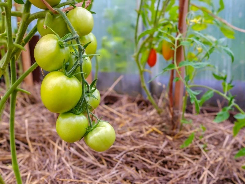 Podczas sadzenia pomidorów uważajmy na częste błędy