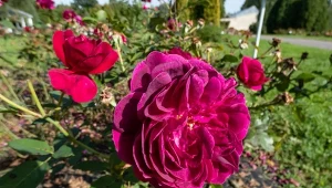 Gdzie nie wolno sadzić róż? W tych miejscach uprawa kończy się fiaskiem.