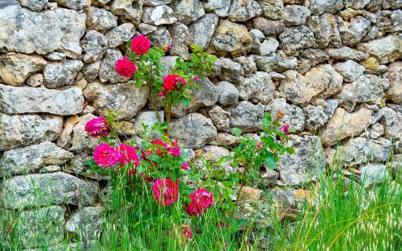Umieszczanie róż przy ścianach i murach to nie zawsze dobry pomysł