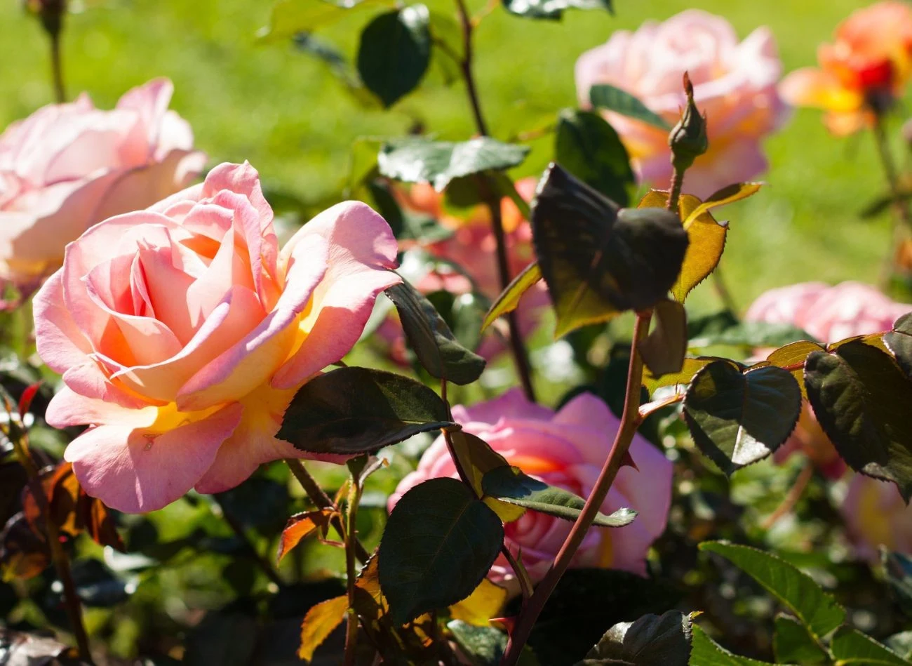 Właściwie dobrane sąsiedztwo wzmacnia róże i sprzyja ich zdrowemu rozwojowi.