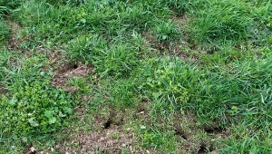 Gnojówka z czarnego bzu pomoże w pozbyciu się nornic i kretów z ogrodu.