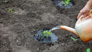 Nawóz z żywokostu najlepiej stosować od maja - wzmacnia i chroni rośliny przed szkodnikami.