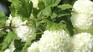 Kalina koralowa 'Roseum' Olśniewa śnieżnobiałymi, kulistymi kwiatostanami o średnicy nawet 10 cm, które rozkwitają na przełomie maja i czerwca.